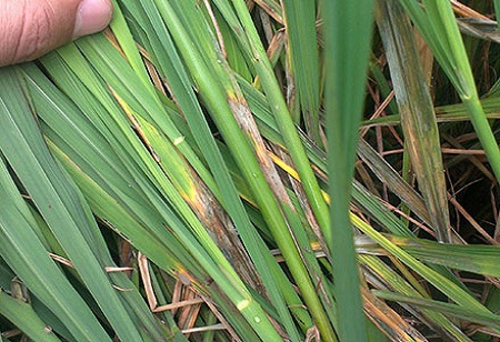 Paddi yemək üçün ən yaxşı bəhrəli necə seçin?