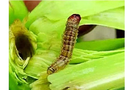 Emamektin Benzoat 5.