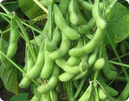 soybeans