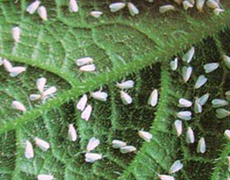 nippy nitenpyram 15 pymetrozine 45 60 wdg insecticide for aphids