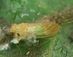 nippy nitenpyram 15 pymetrozine 45 60 wdg insecticide for orange spiny whitefly