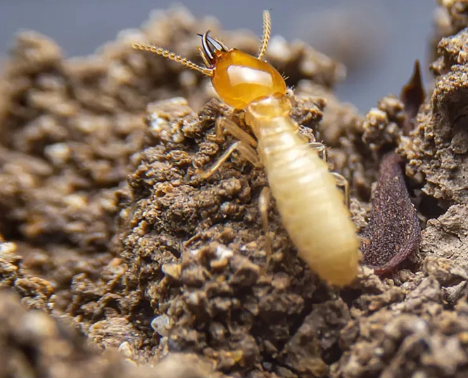 Termite üçün budaqlik