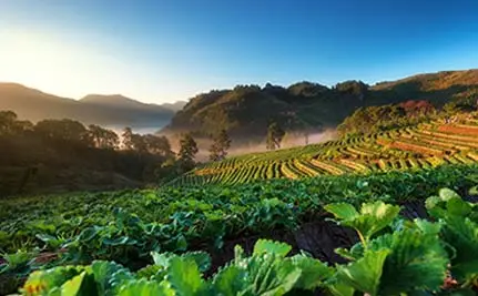 BIO-CUT xüsusi biostimulant nematoda 10 min içərisində idarə edin