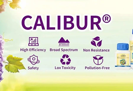 Yağış vaxtında məhsul xəstəliyinə necə mane olmayacaq?