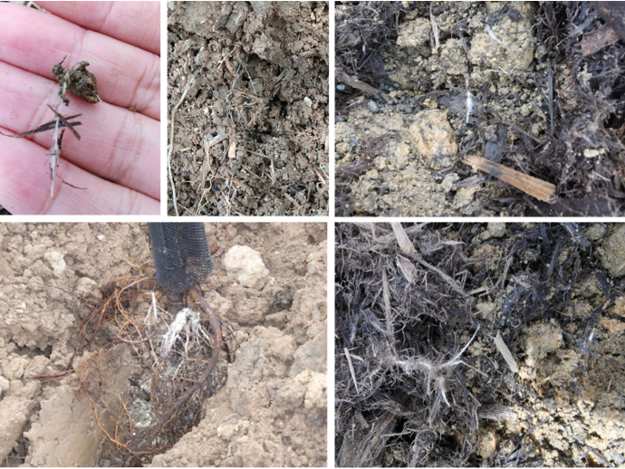 Arpha Gold<ALIMT >&reg;</ALIMT> – Utilizing BenefiCial Fungi for Sustainable Farming