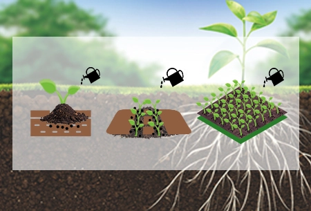 Arpha qızıl®- Qadaqlı əkinliklər üçün faydalı zing istifadə edin